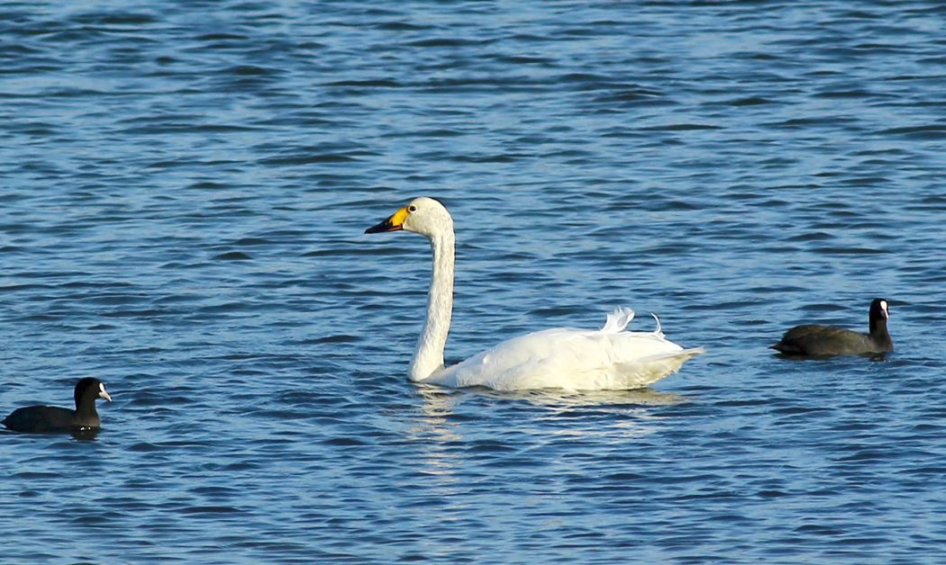 Tundra Swan