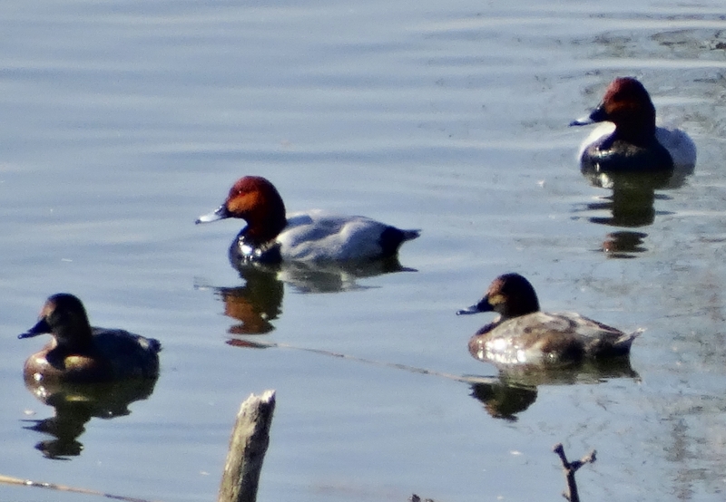 Common Pochard