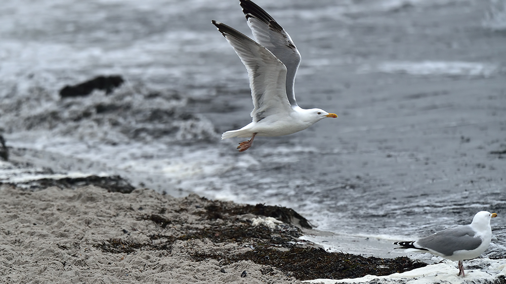 European Herring Gull