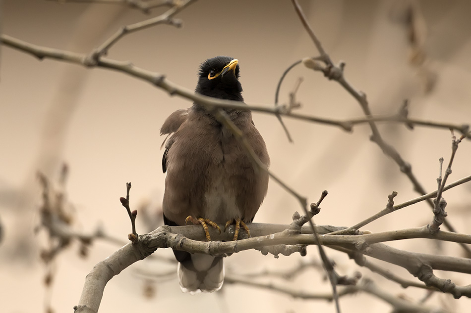 Common Myna