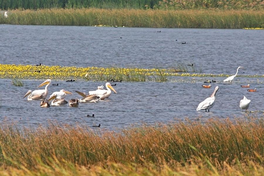 Great White Pelican