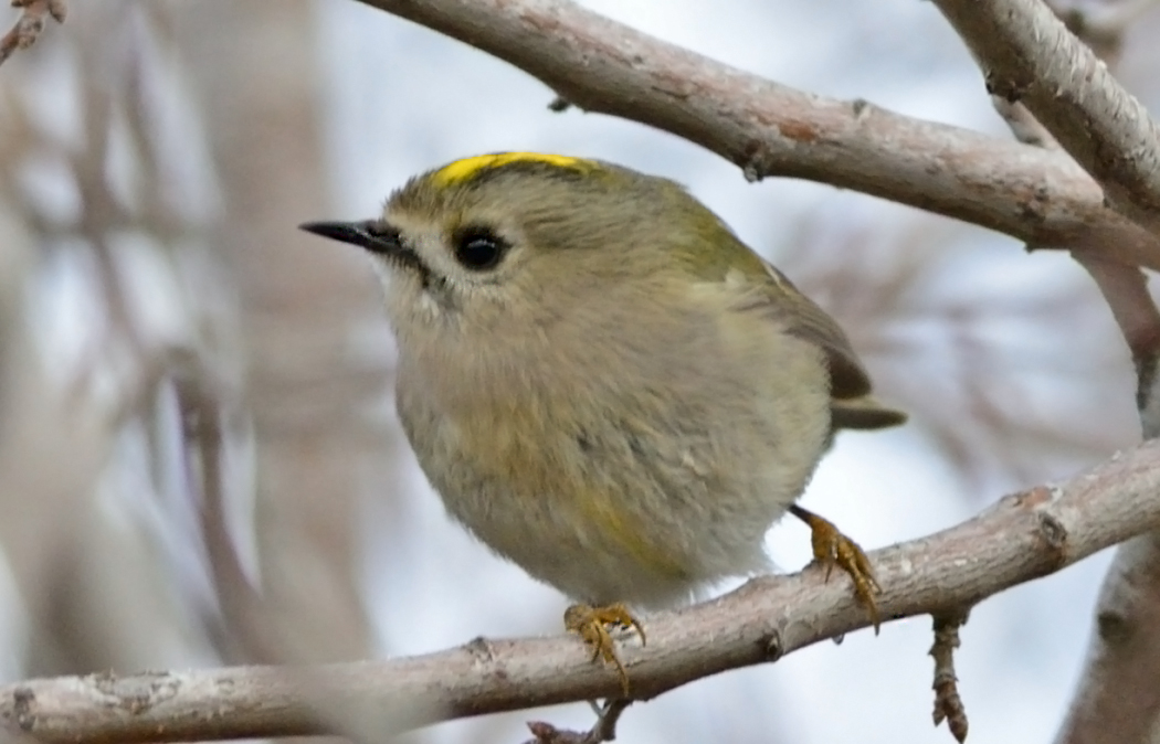Goldcrest