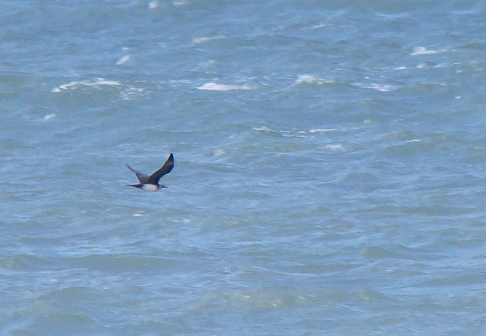 Parasitic Jaeger