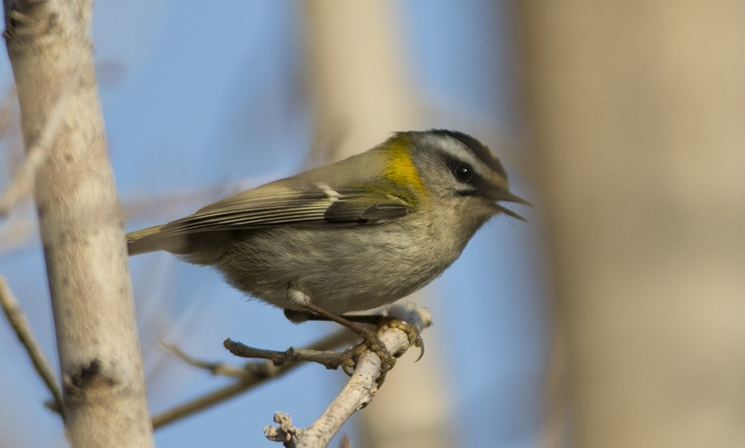 Common Firecrest