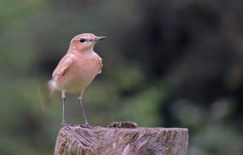 Isabelline Wheatear