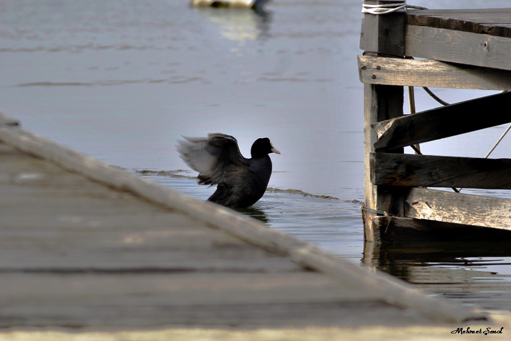 Eurasian Coot