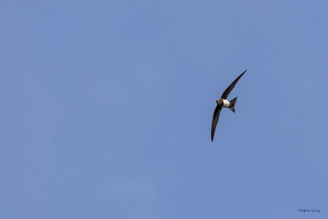 Alpine Swift
