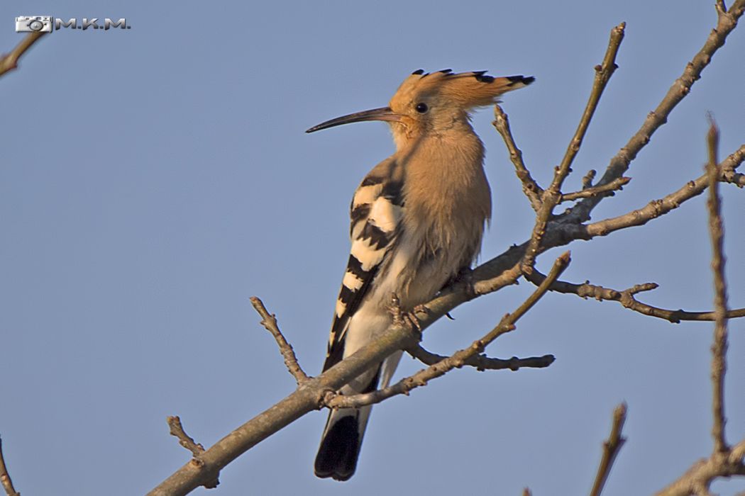 Common Hoopoe