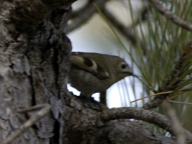 Goldcrest