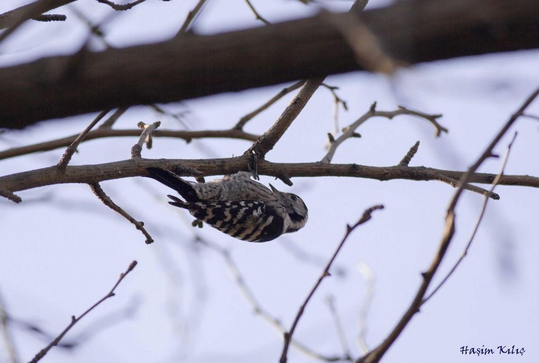 Lesser Spotted Woodpecker