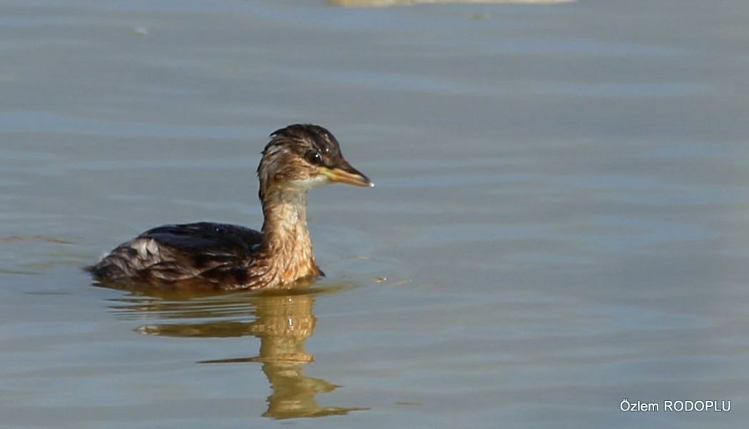 Little Grebe