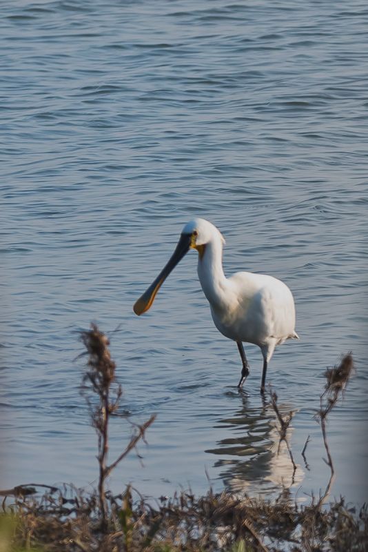 Eurasian Spoonbill