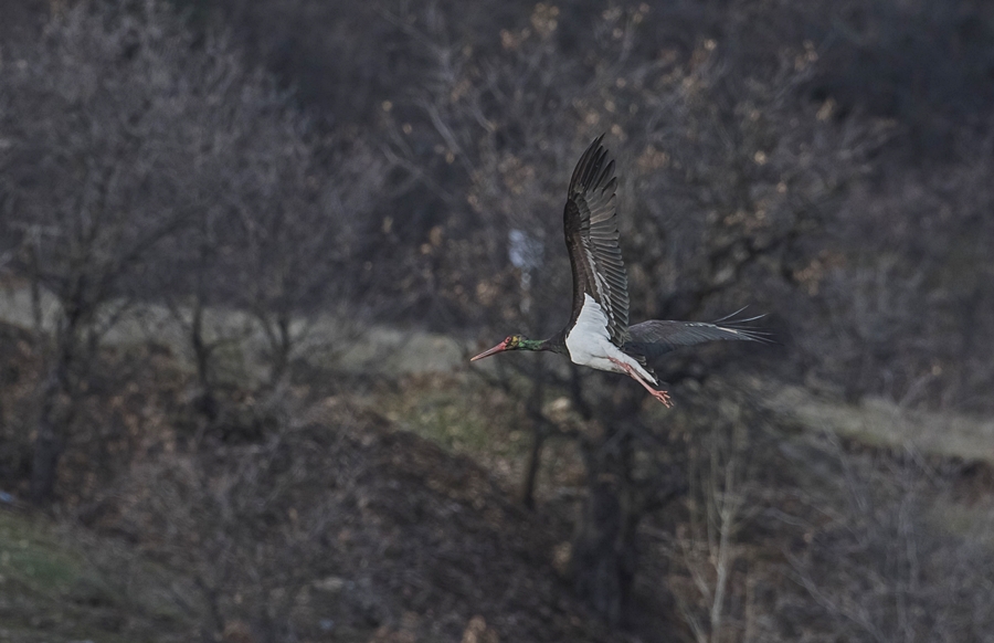 Black Stork