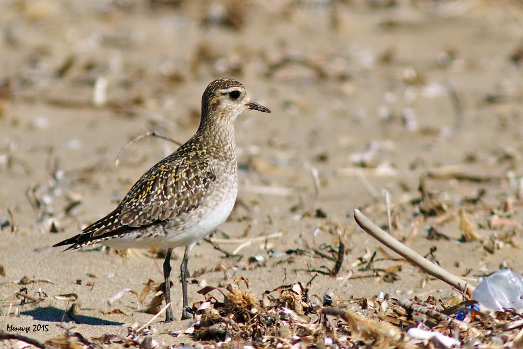 European Golden Plover