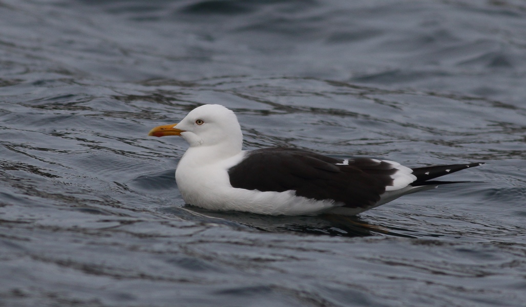 Lesser Black-backed Gull