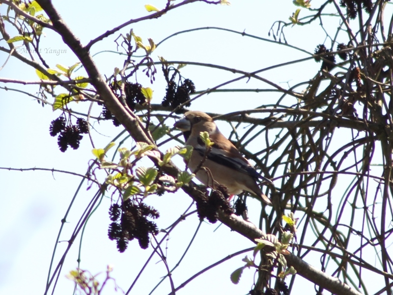 Hawfinch