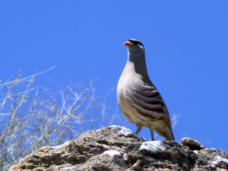 See-see Partridge