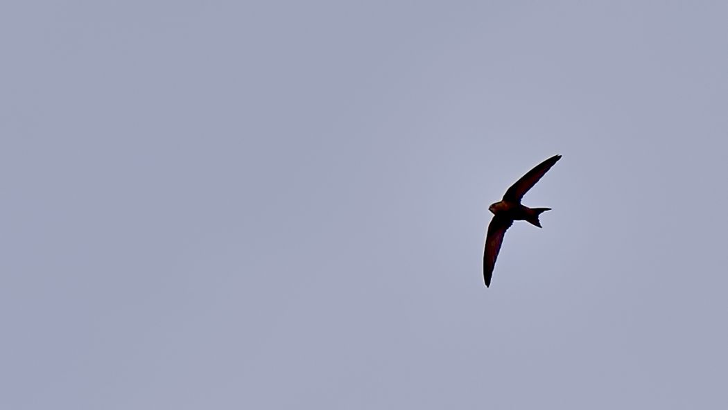 Common Swift