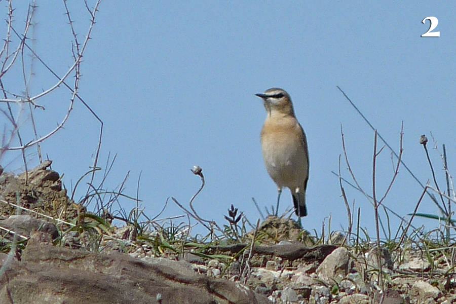 Isabelline Wheatear