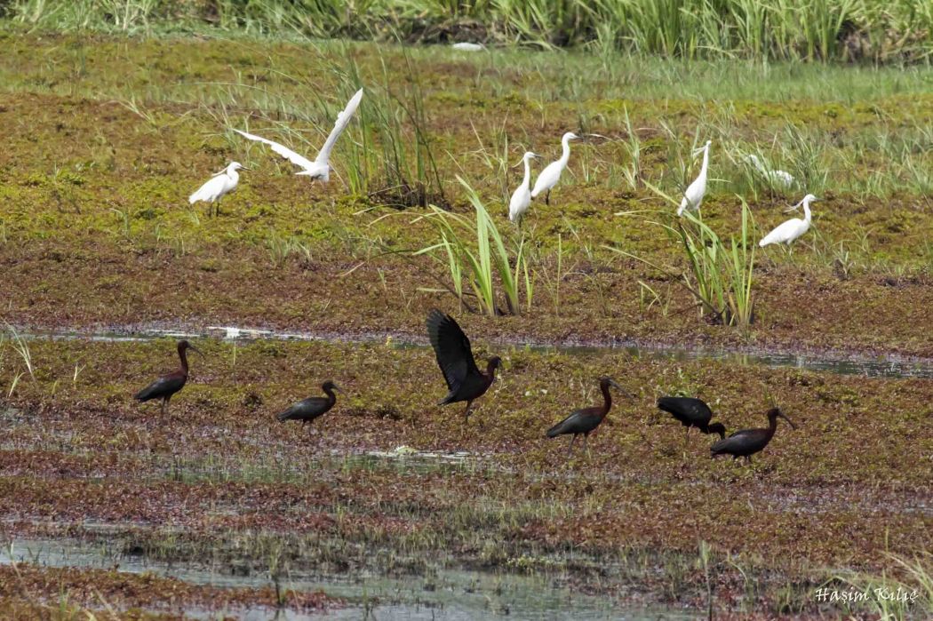 Glossy Ibis