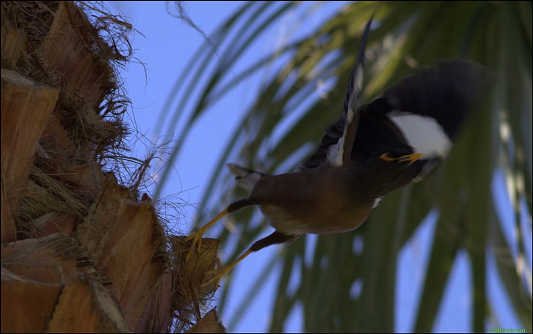 Common Myna