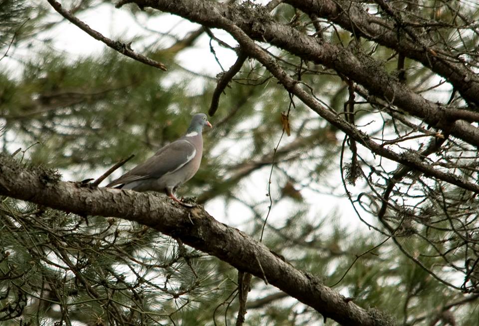 Common Wood Pigeon