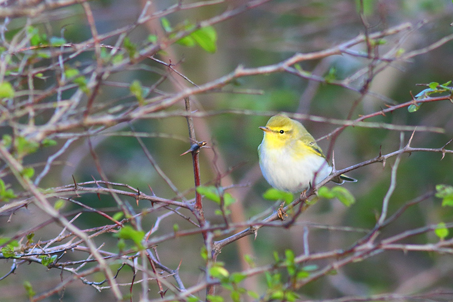 Wood Warbler