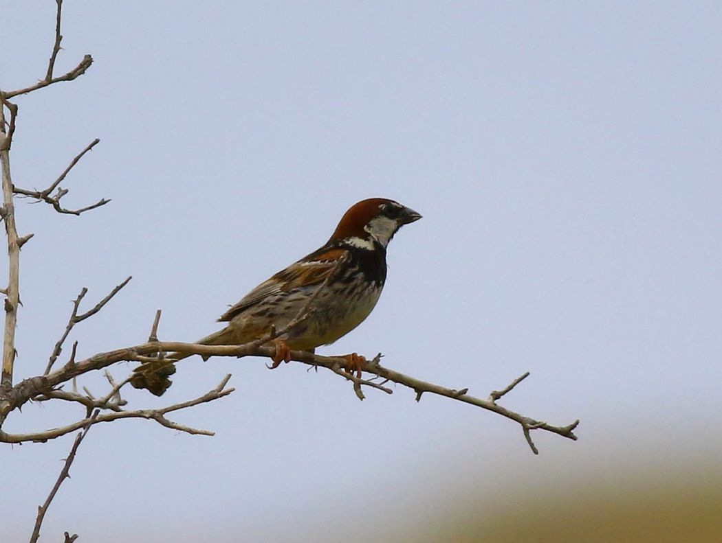 Spanish Sparrow