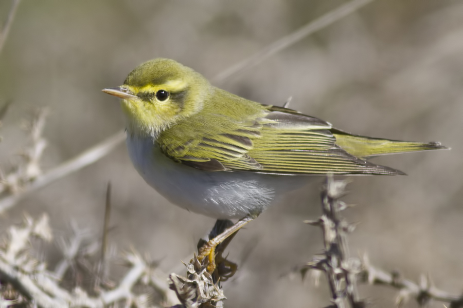 Wood Warbler