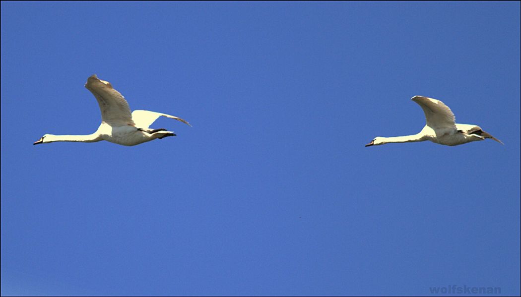Mute Swan