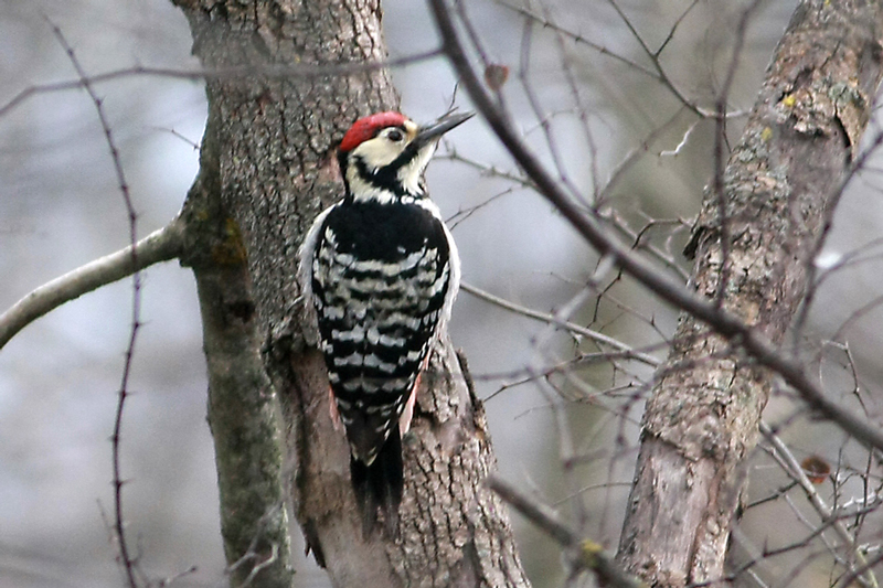 White-backed Woodpecker