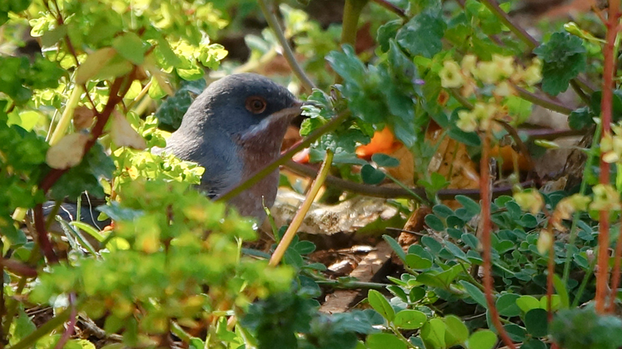 Subalpine Warbler