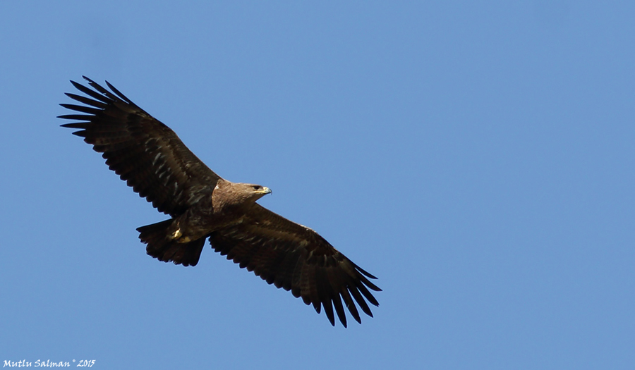 Steppe Eagle