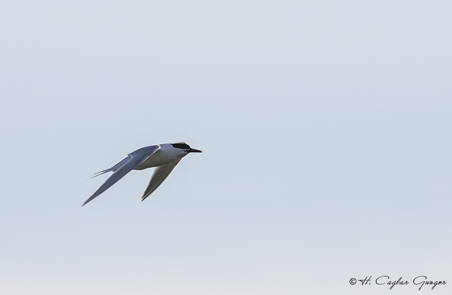 Sandwich Tern