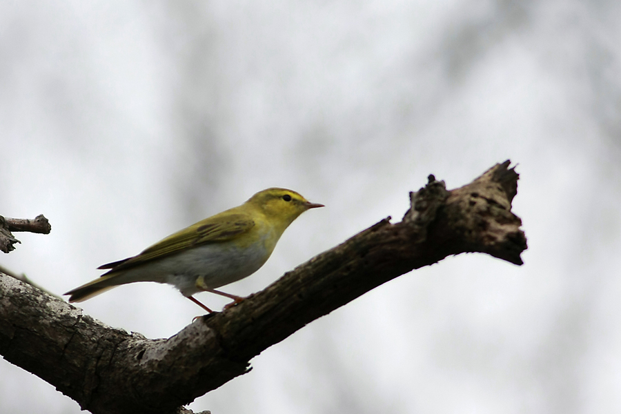 Wood Warbler