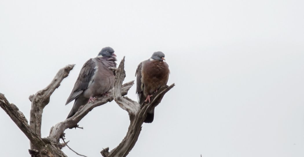 Common Wood Pigeon