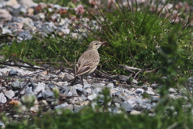 Tawny Pipit