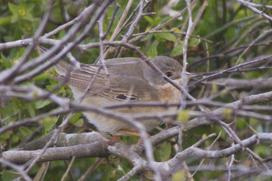 Subalpine Warbler