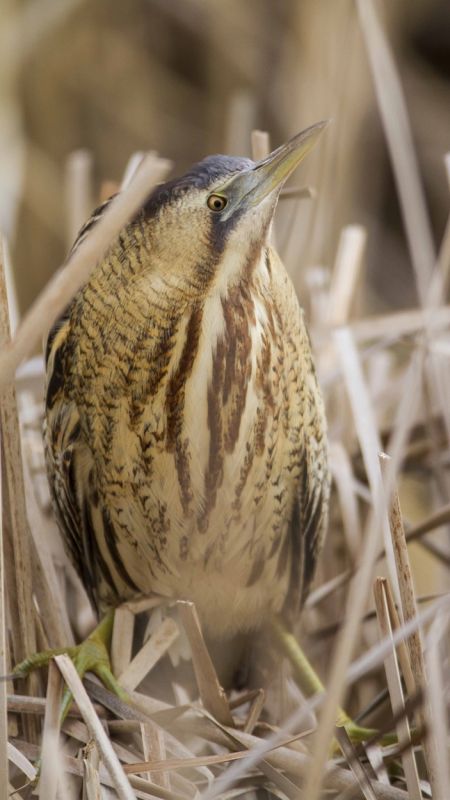 Eurasian Bittern