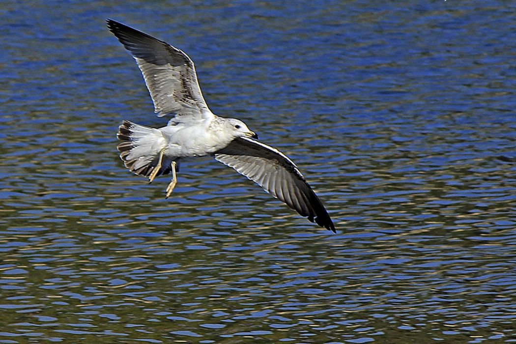 Common Gull
