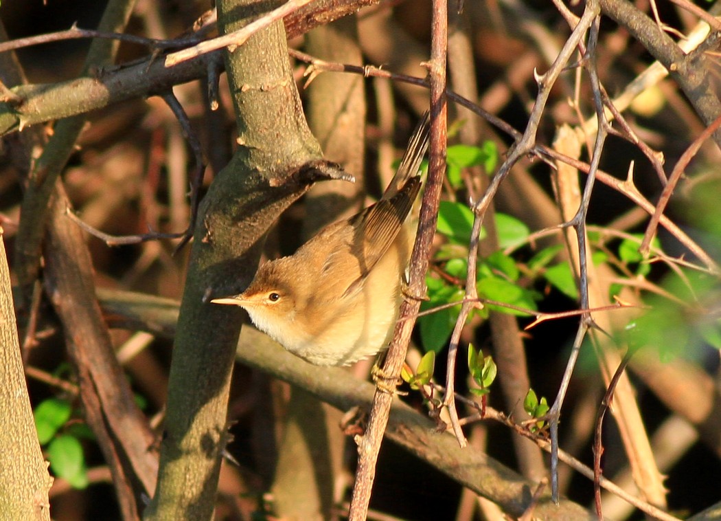 Marsh Warbler