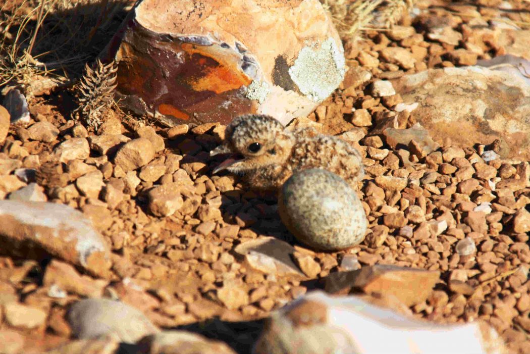 Cream-colored Courser