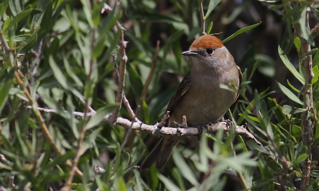 Eurasian Blackcap