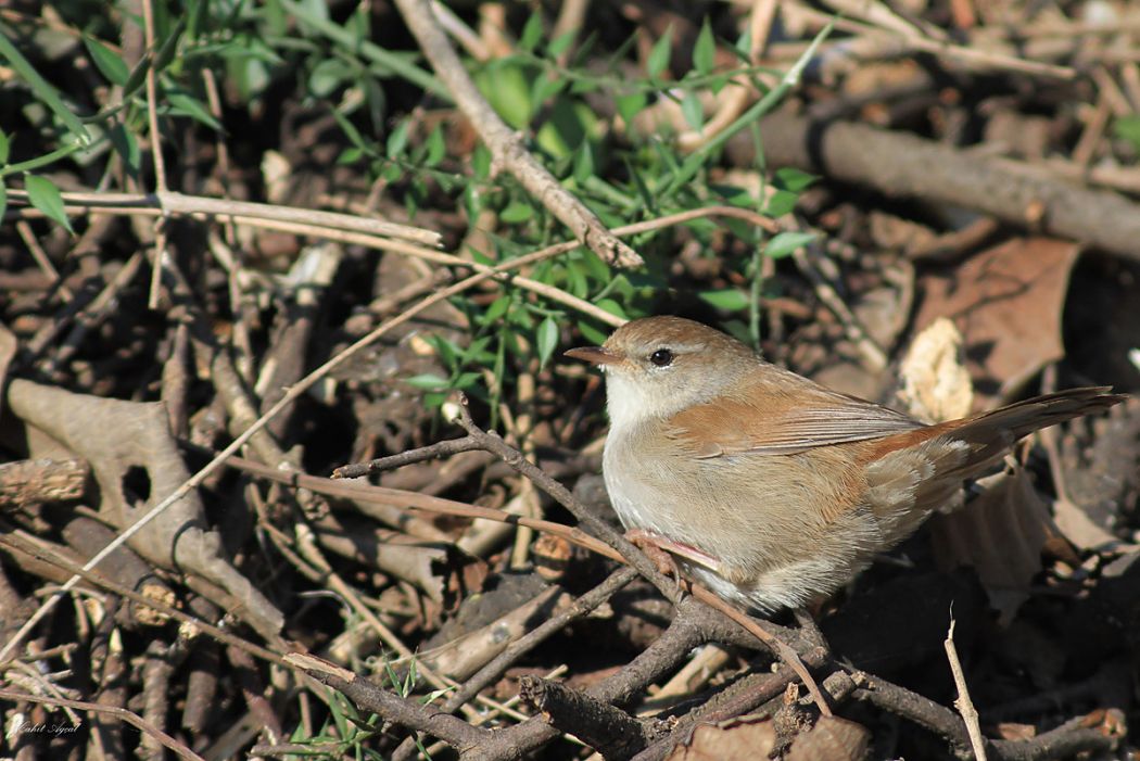 Cetti`s Warbler