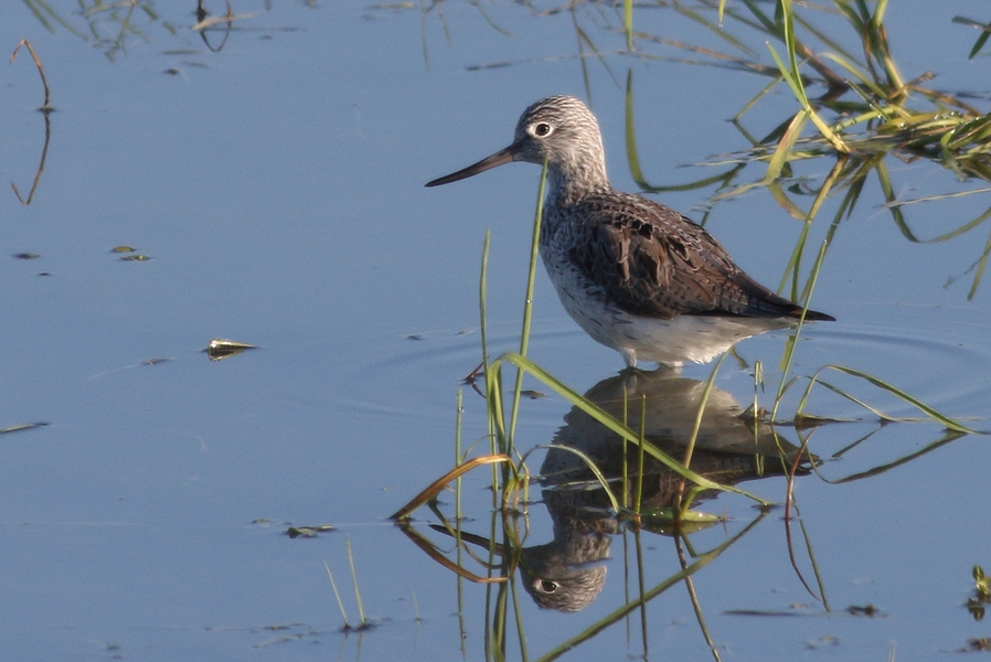 Common Greenshank