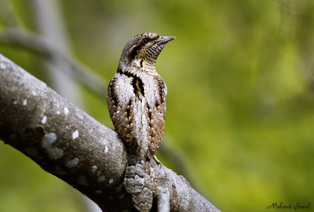 Eurasian Wryneck