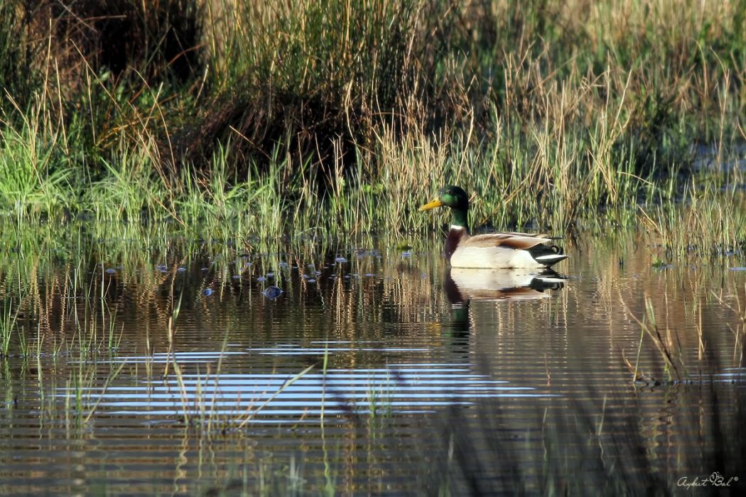 Mallard