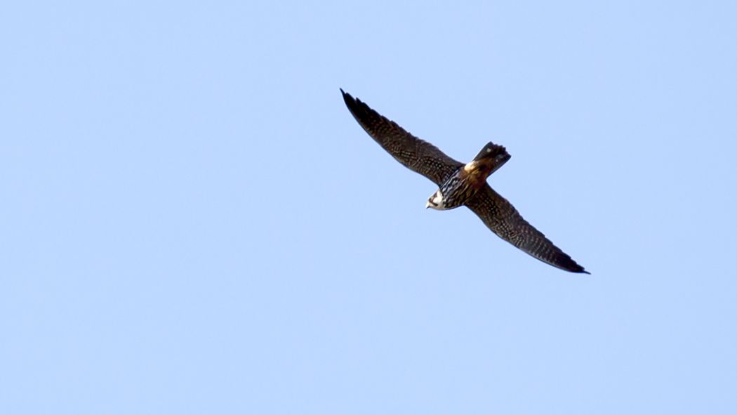Eurasian Hobby