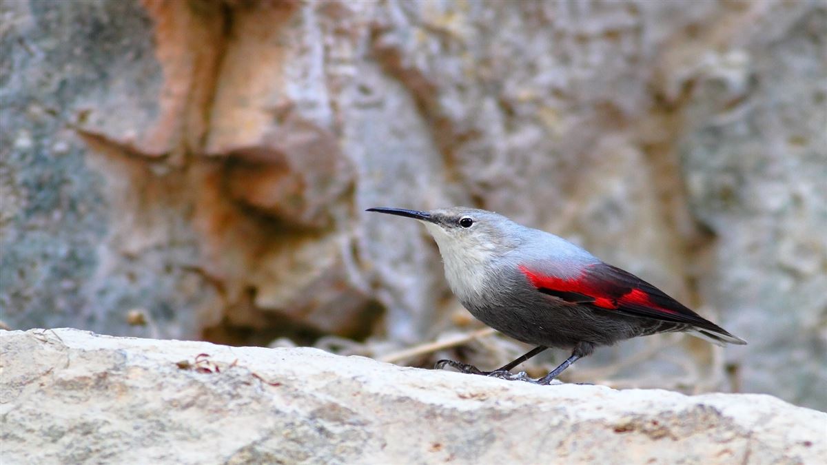 Duvar Tırmaşıkkuşu