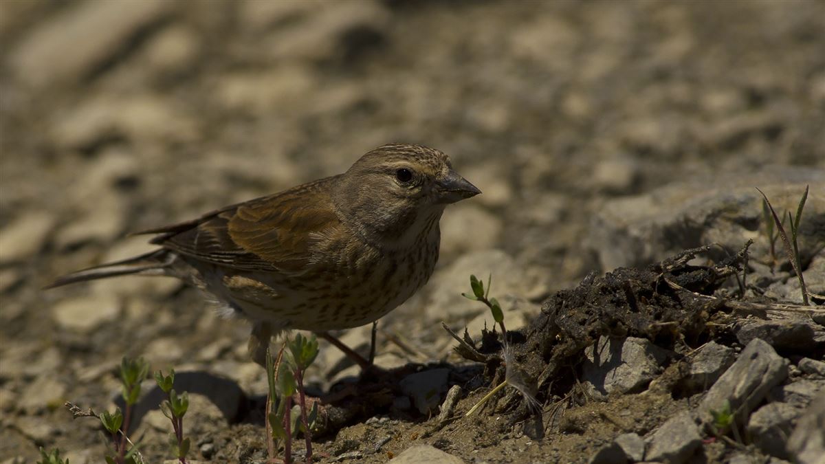Common Linnet